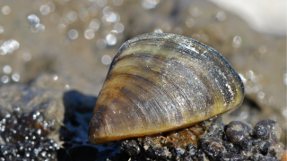Adult zebra mussel