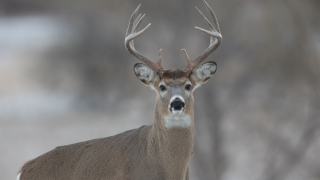 white-tailed buck deer in November