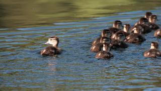 Baby ducks swimming