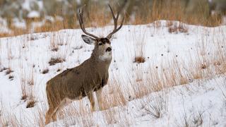Mule deer buck