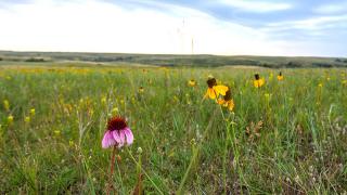 Wildflowers on the prairie