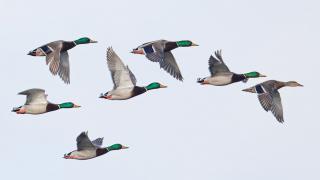 Mallards flying