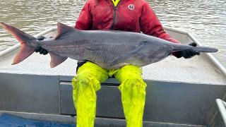 Paddlefish