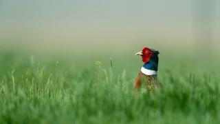Pheasant rooster in grass