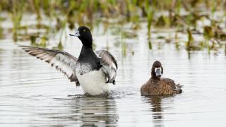 Duck pair