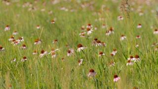 Purple cone flowers on the prairie