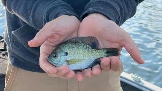 Angler holding bluegill