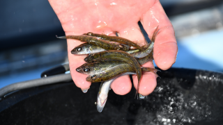 walleye fingerlings in hand