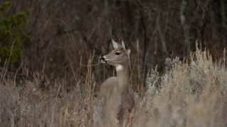 White-tailed deer doe
