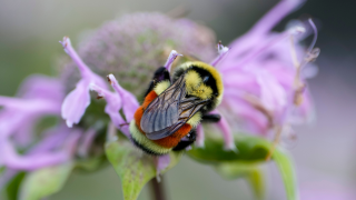 Hunt's bumblebee on bee balm flower