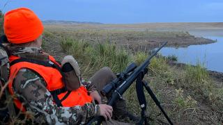 Cayla waiting for pronghorn