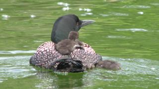 Loon with chicks