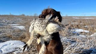 Fin with harvested sharptail