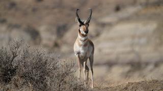 Pronghorn