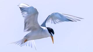 Least tern flying