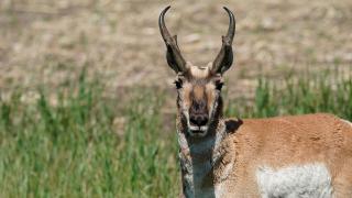 Pronghorn