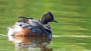 Eared grebe with a chick riding on its back