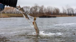 Northern pike coming out of a stocking truck into a water body