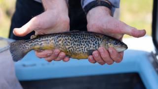 Tiger trout