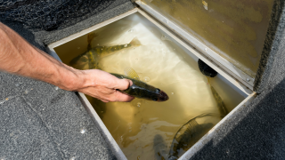 angler throwing walleye in a livewell