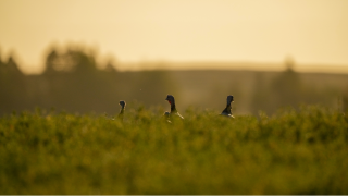 three turkeys in a field at sunset