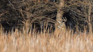 Deer near trees