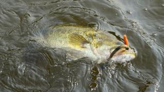 Largemouth bass caught on a fishing line