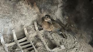 Duck in fireplace