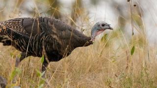 Turkey