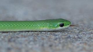 Green snake