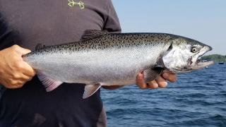 Salmon