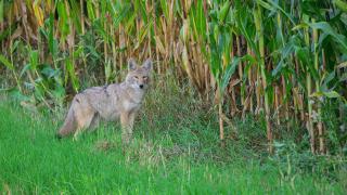 Coyote by corn field