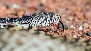 Snake