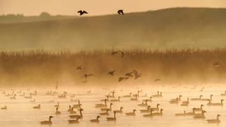 Waterfowl