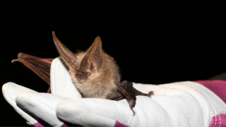 Townsend's big-eared bat in hand