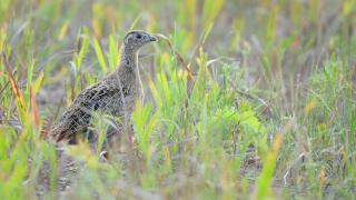 Partridge