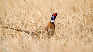 Ring-necked pheasant rooster
