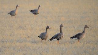 White-fronted geese in a field