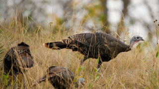 three wild turkeys on a hillside in fall