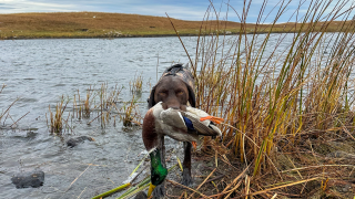 dog retrieving mallard drake duck