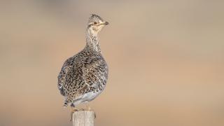 Sharp-tailed grouse on a fence post