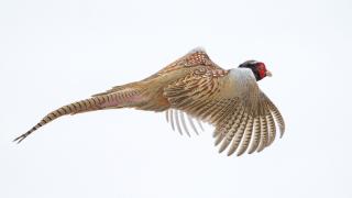 Ring-necked pheasant rooster flying