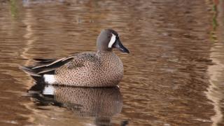 Blue-winged teal