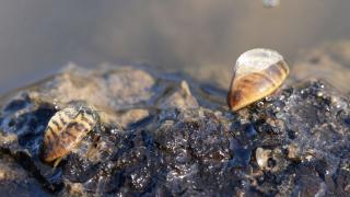 adult zebra mussels on rocks