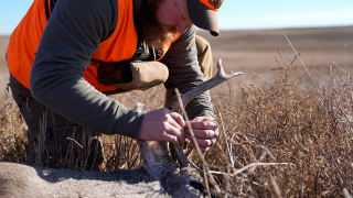 Deer Hunter tagging a harvested deer