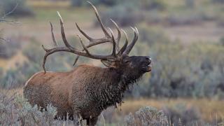 Bull elk bugling