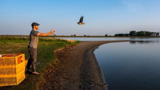 Biologist releasing a banded duck