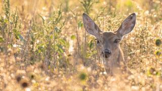 Deer in tall grass