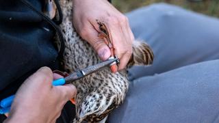 Biologist banding duck