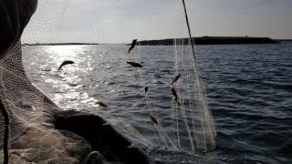 Fish in a net
